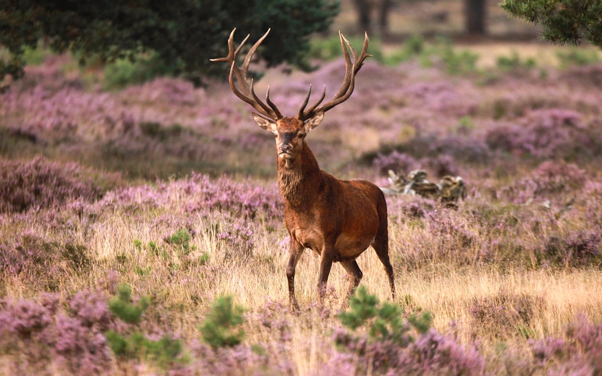 Deer in Hoge Veluwe National Park, surrounded by purple heather, during Amsterdam tour.