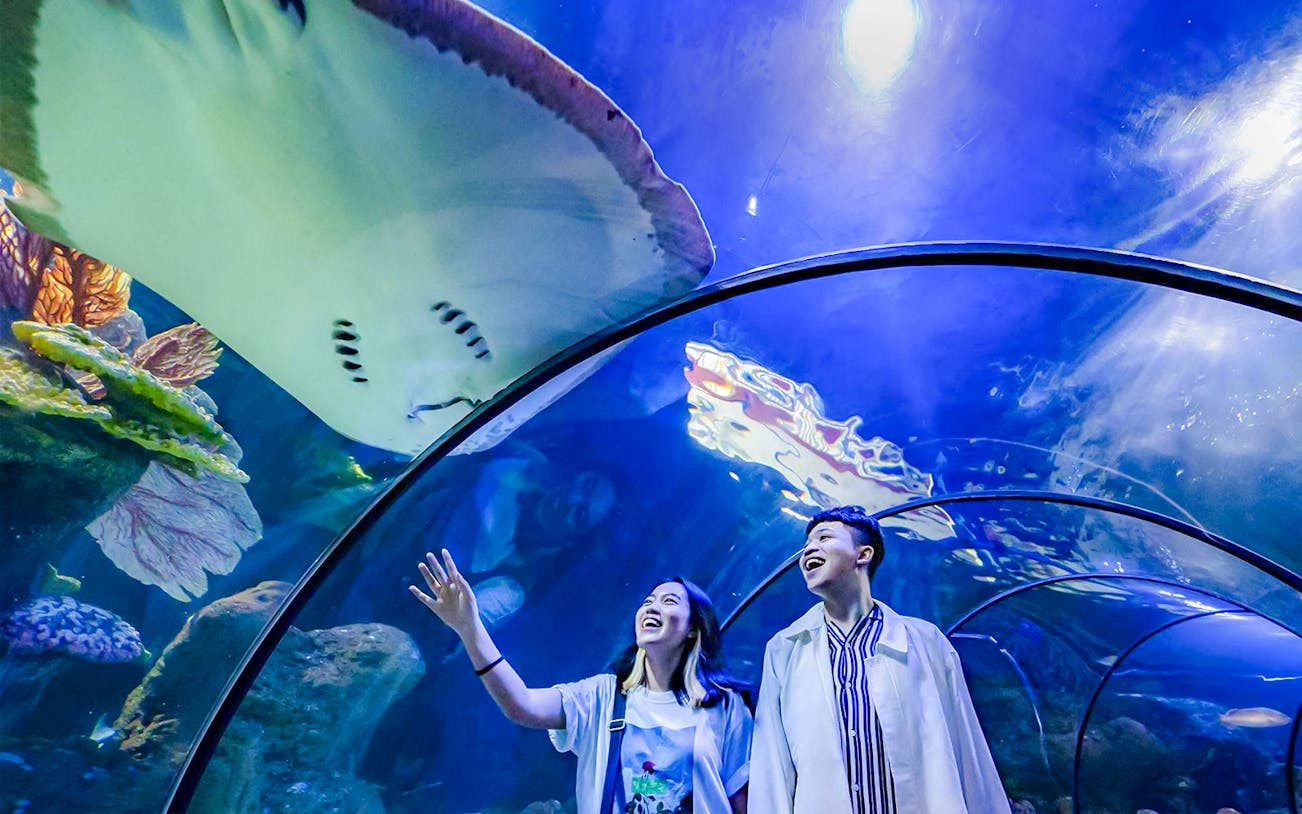 Visitors enjoy marine life in an aquarium tunnel with a stingray overhead.