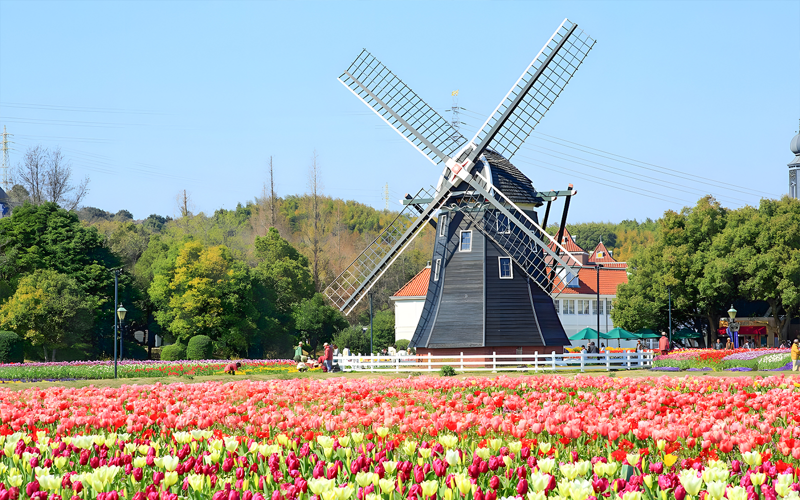 Windmill surrounded by tulip fields at Huis Ten Bosch, Japan.