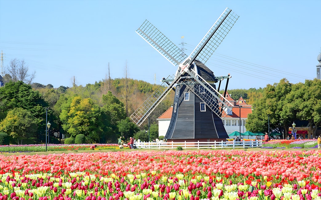 Windmill surrounded by tulip fields at Huis Ten Bosch, Japan.