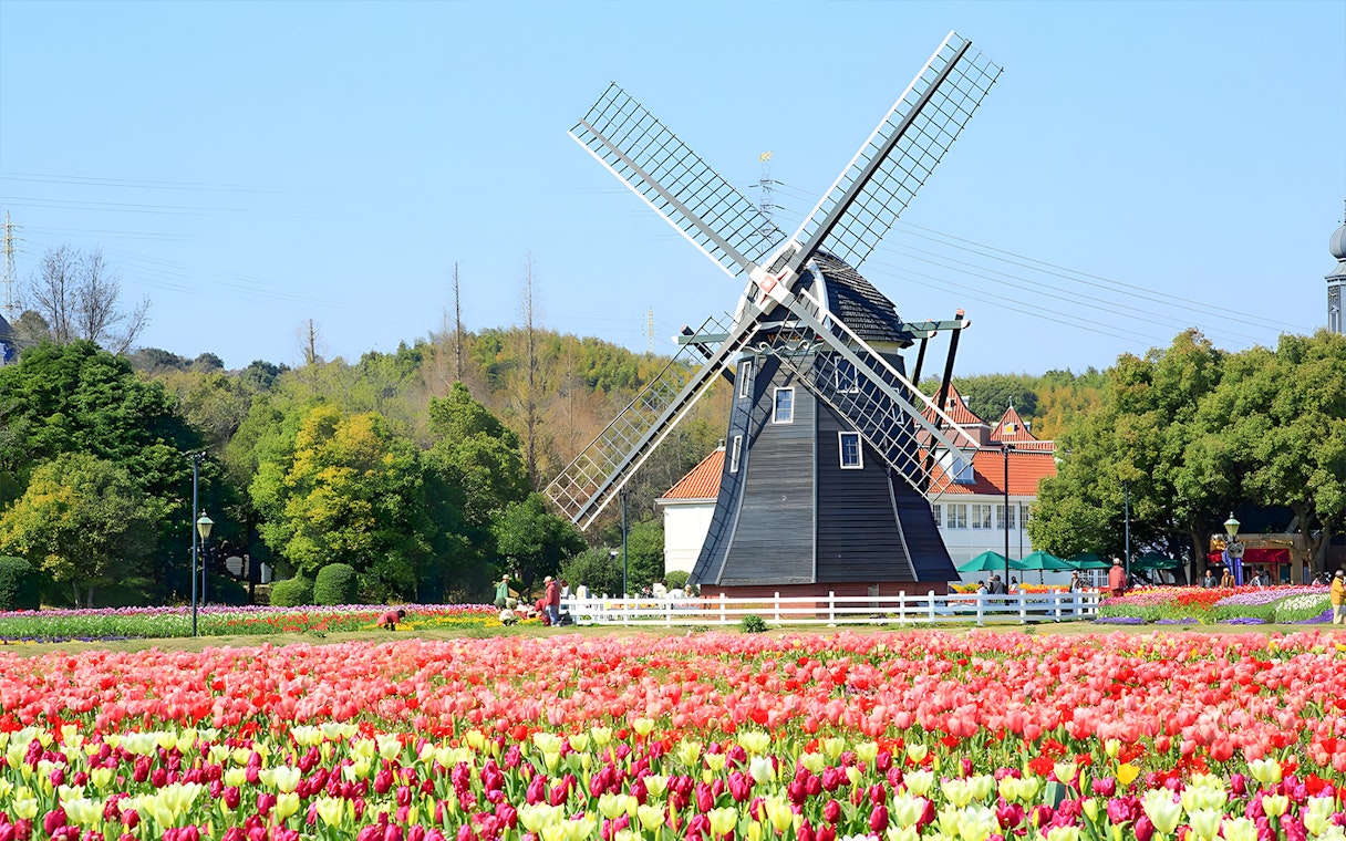 Windmill surrounded by tulip fields at Huis Ten Bosch, Japan.