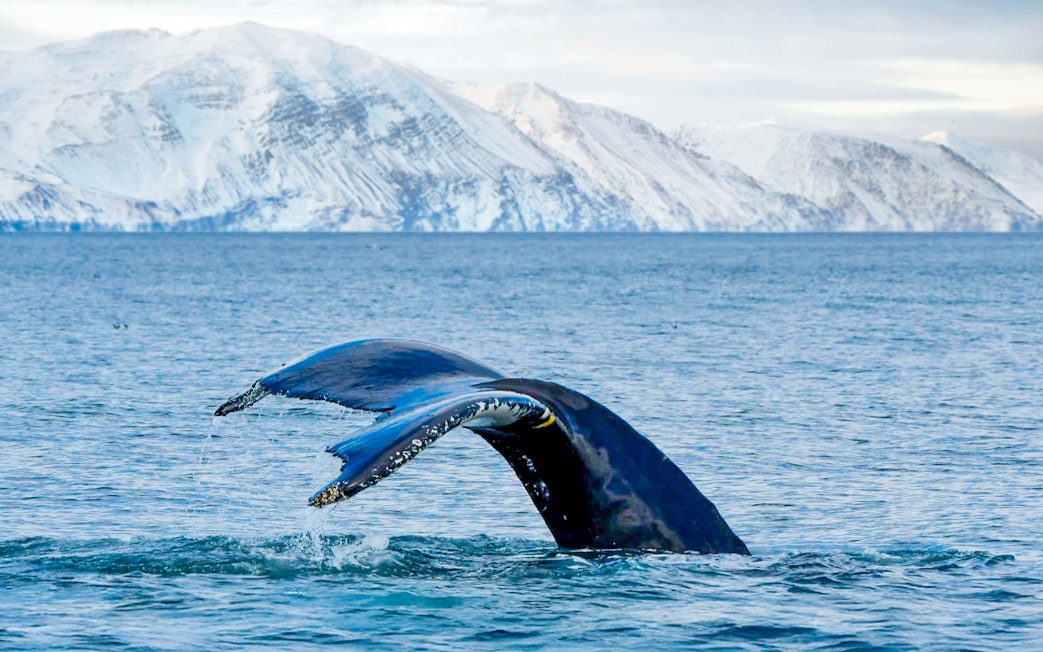 Humpback whale tail above water in Skjálfandi Bay, Iceland with snowy mountains in background.