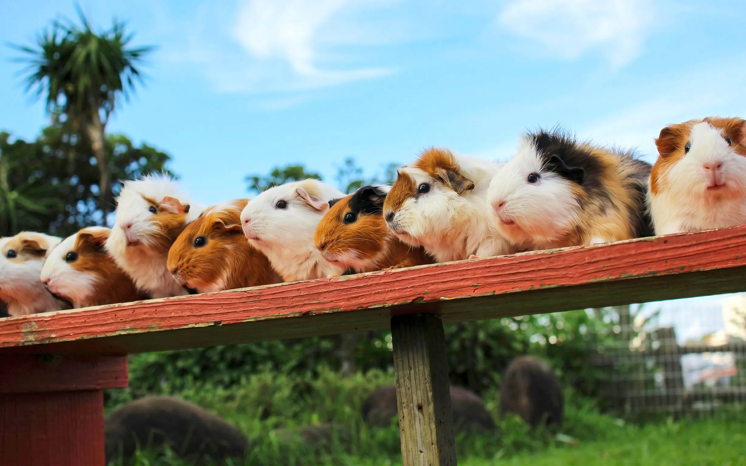 Guinea pigs on a wooden platform at Okinawa Zoo & Museum.