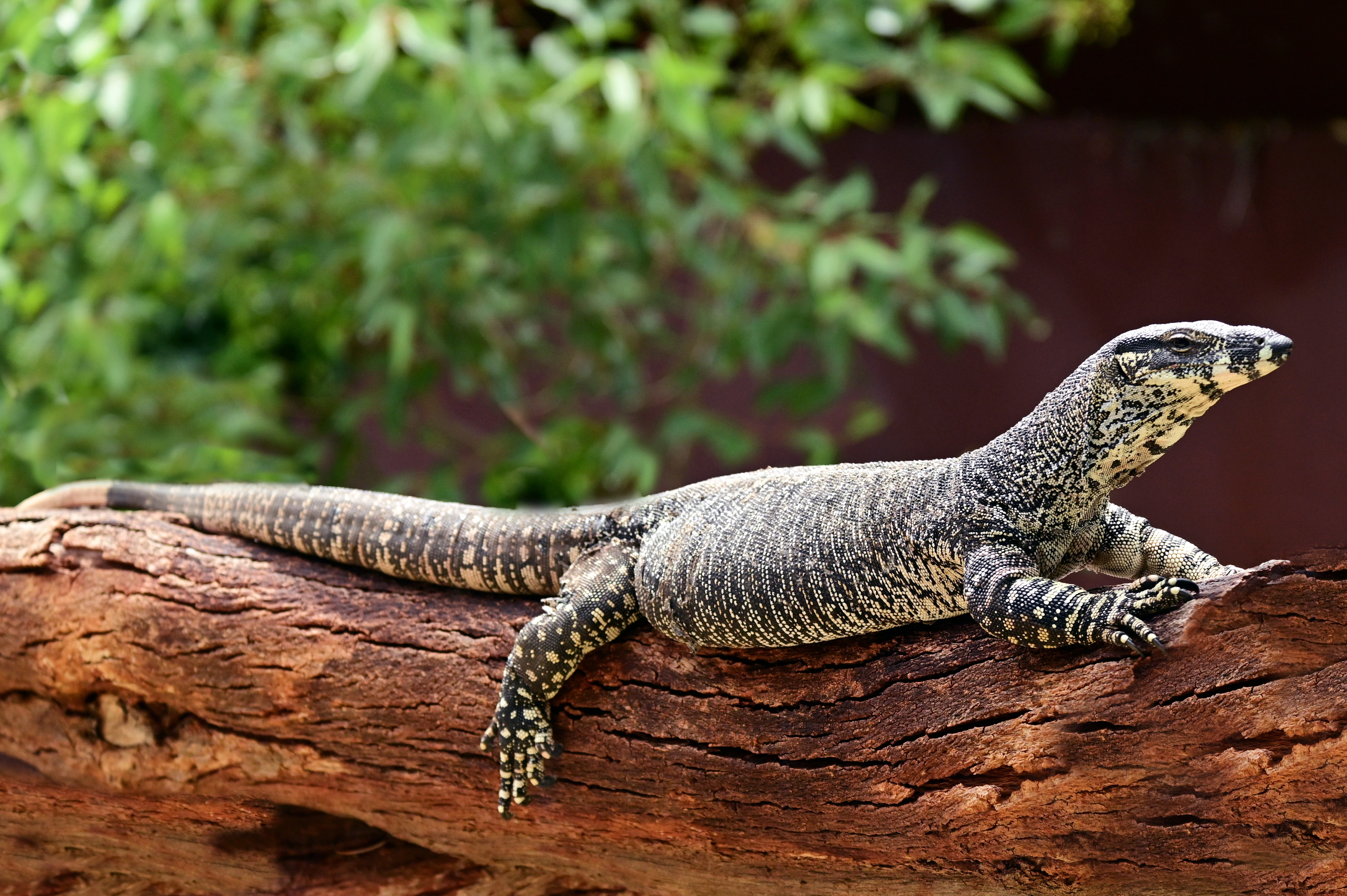 Perentie monitor lizard resting on a log in natural habitat.
