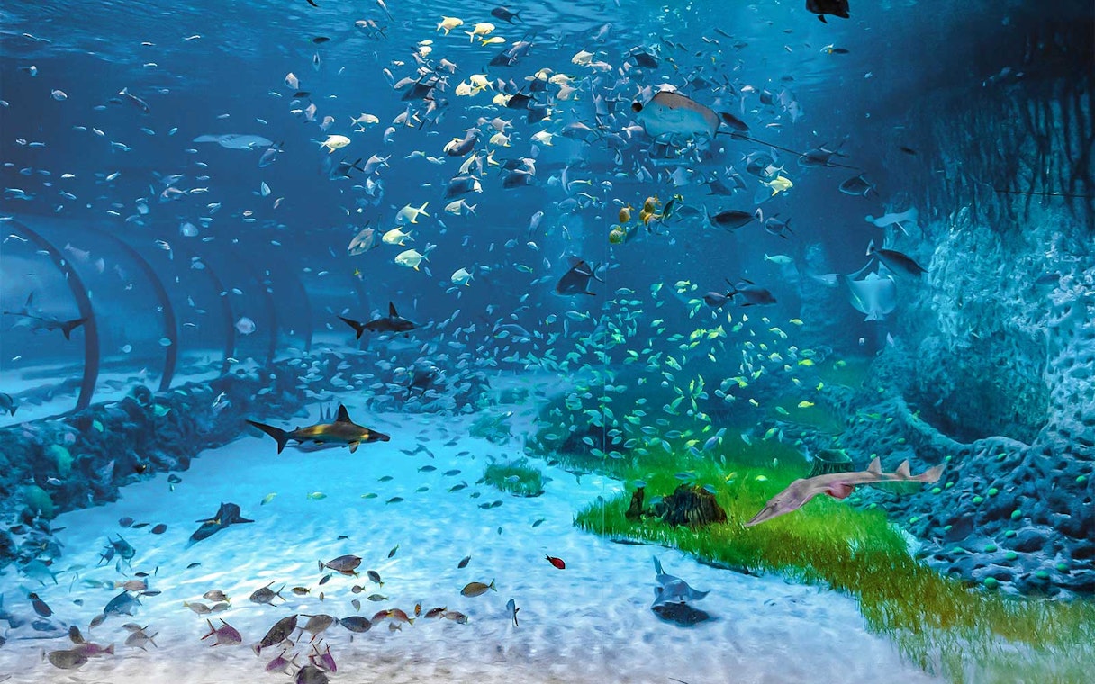 Fish swimming in large tank at National Aquarium Dubai.