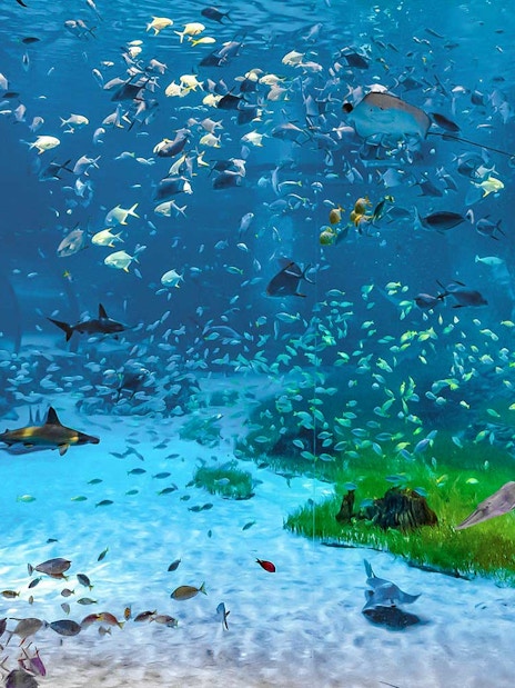 Fish swimming in large tank at National Aquarium Dubai.