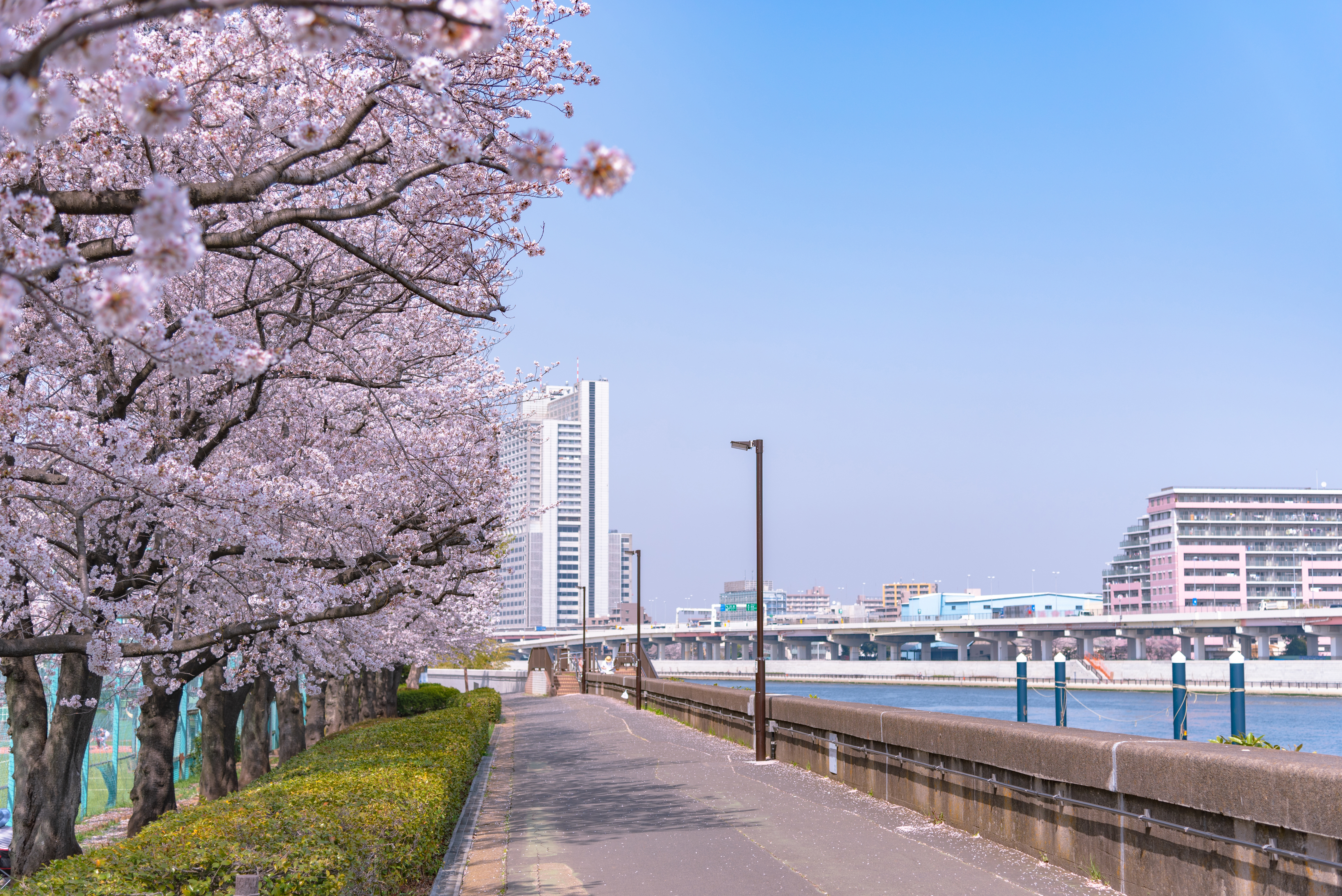 Cherry blossoms along Sumida Park path in Asakusa during festival.