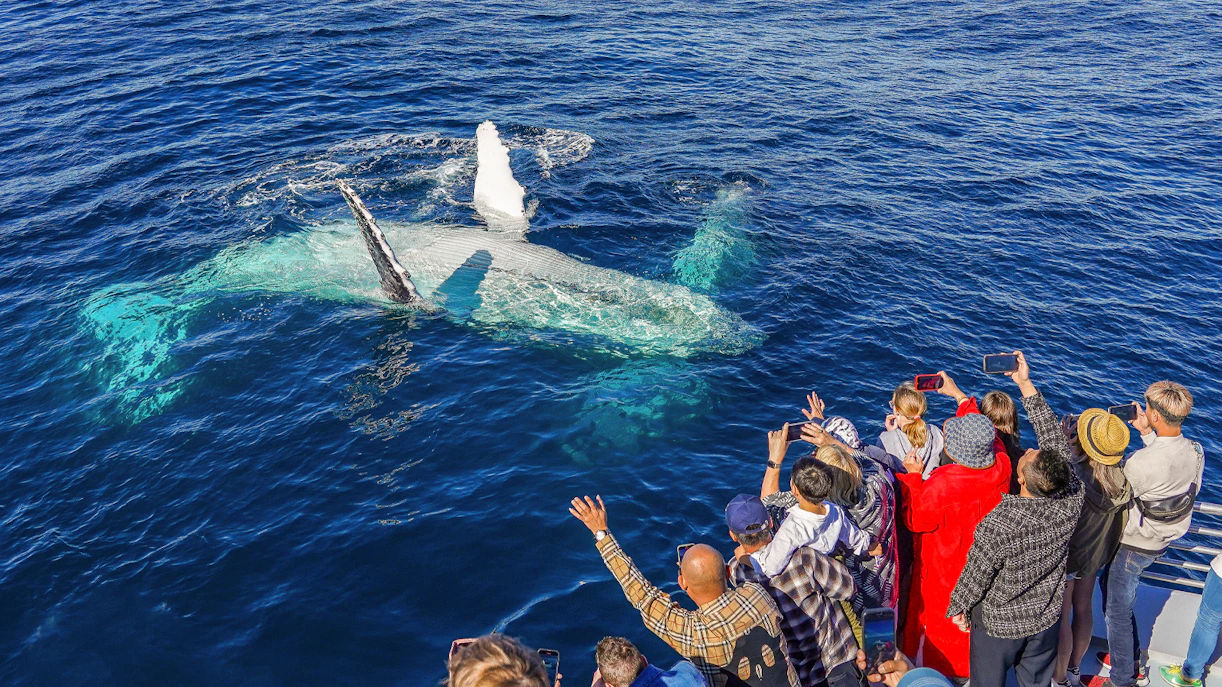 Tourists photographing a whale from a cruise deck in the ocean.