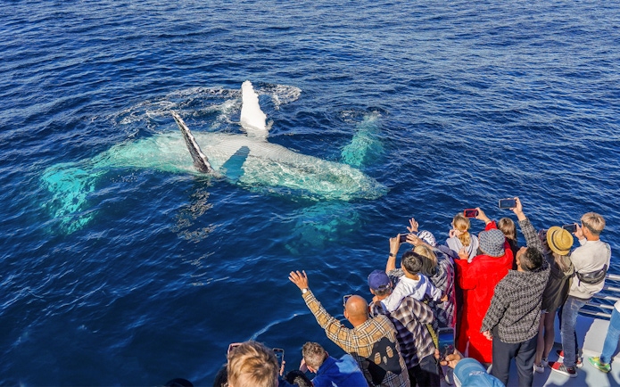Tourists photographing a whale from a cruise deck in the ocean.