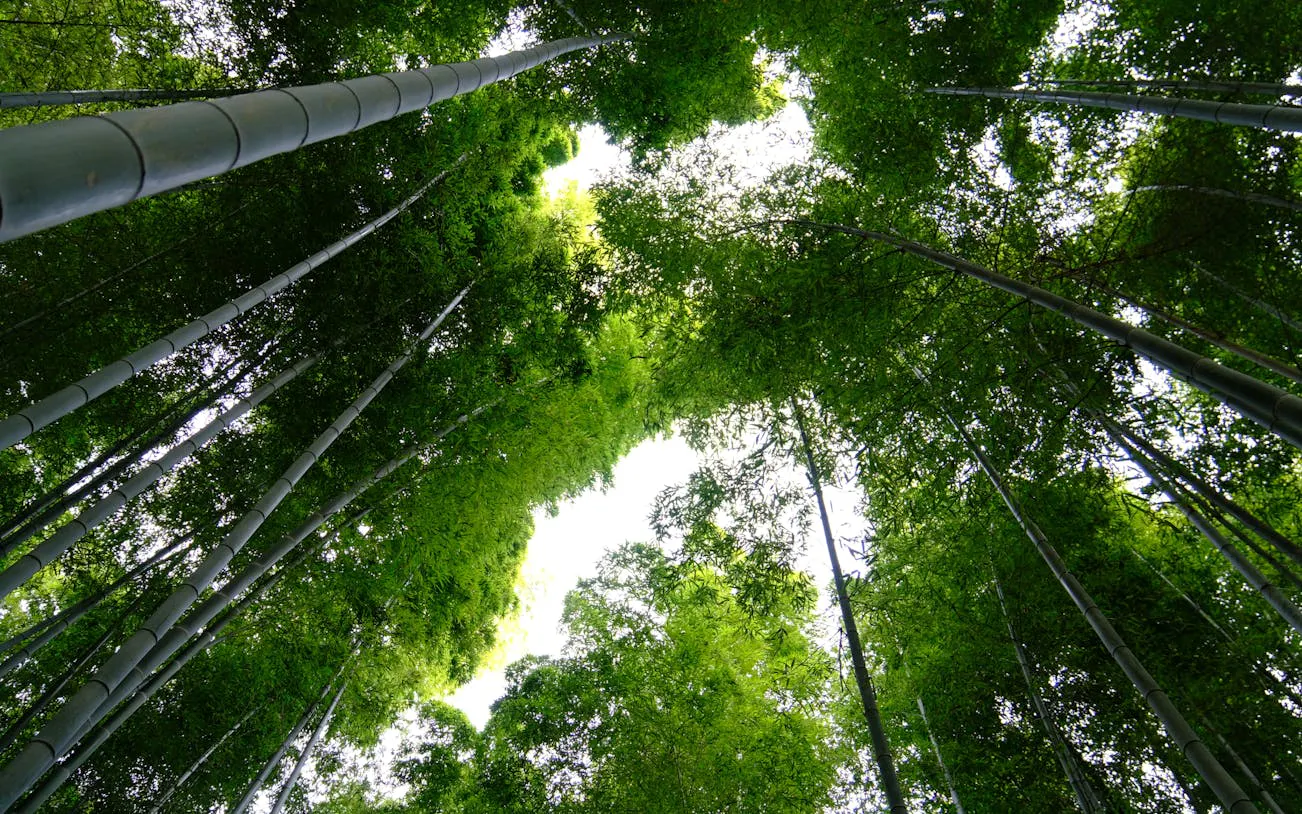 privat e-sykkeltur i kyoto gjennom bambusskogen, til tempelet og for å oppleve lokal kultur, inkludert lunsj-7