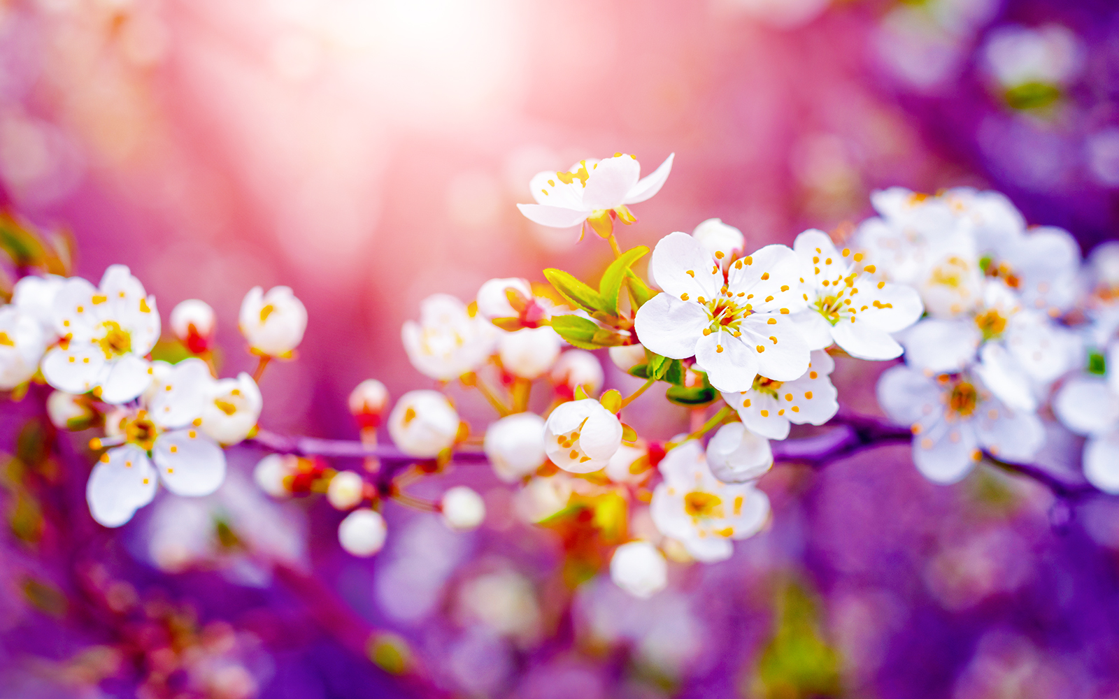 Plum tree blossoms with white flowers against a vibrant purple background.