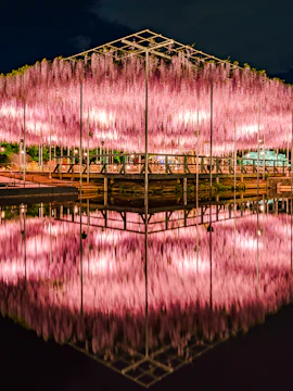 Wisteria flowers illuminated at night, reflecting in water at Ashikaga Flower Park, Japan.