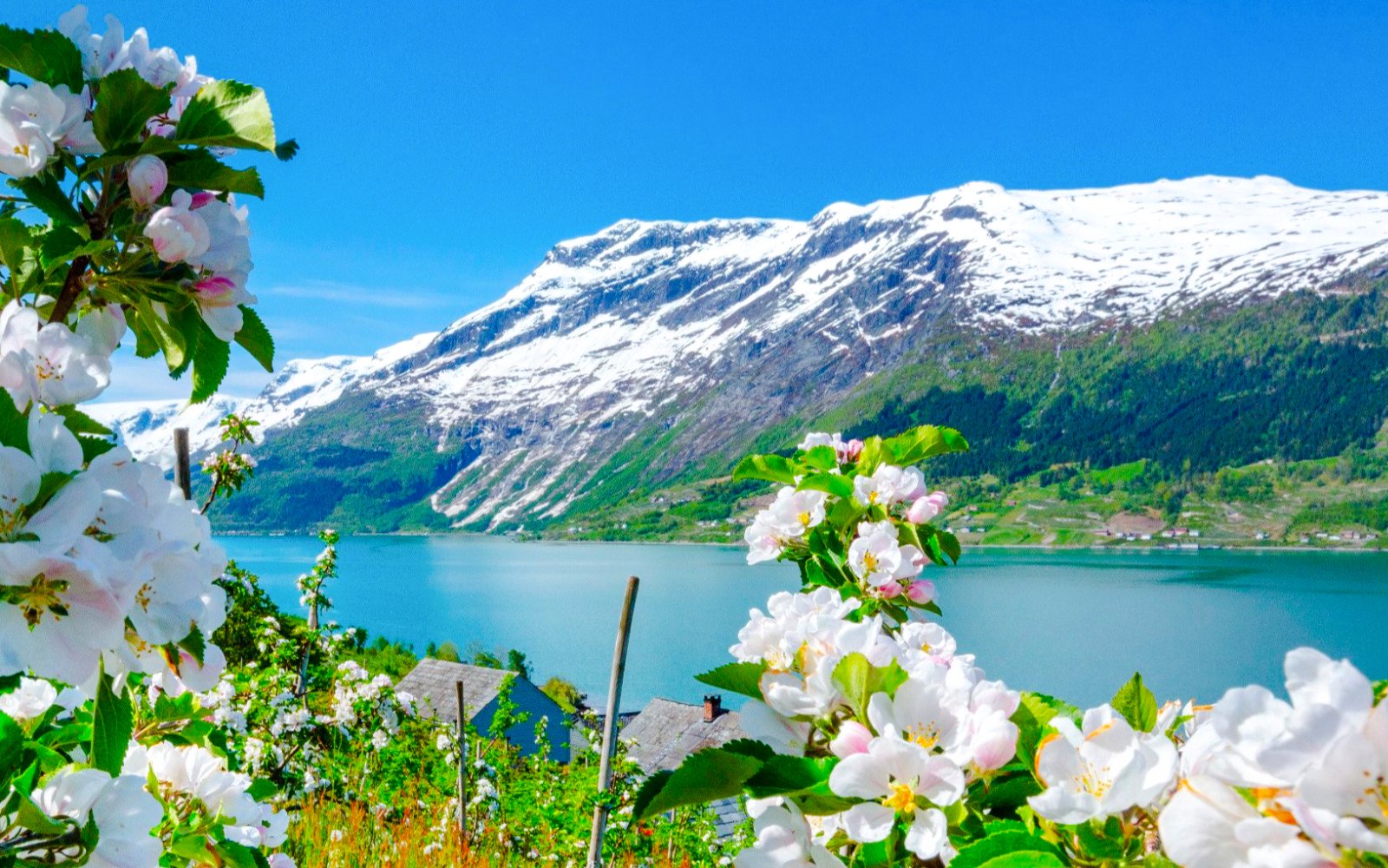 Blossom garden in Hellelandshagen with snowy mountains and lake in the background.