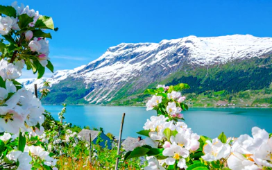 Blossom garden in Hellelandshagen with snowy mountains and lake in the background.