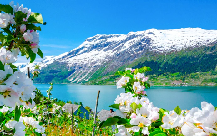 Blossom garden in Hellelandshagen with snowy mountains and lake in the background.