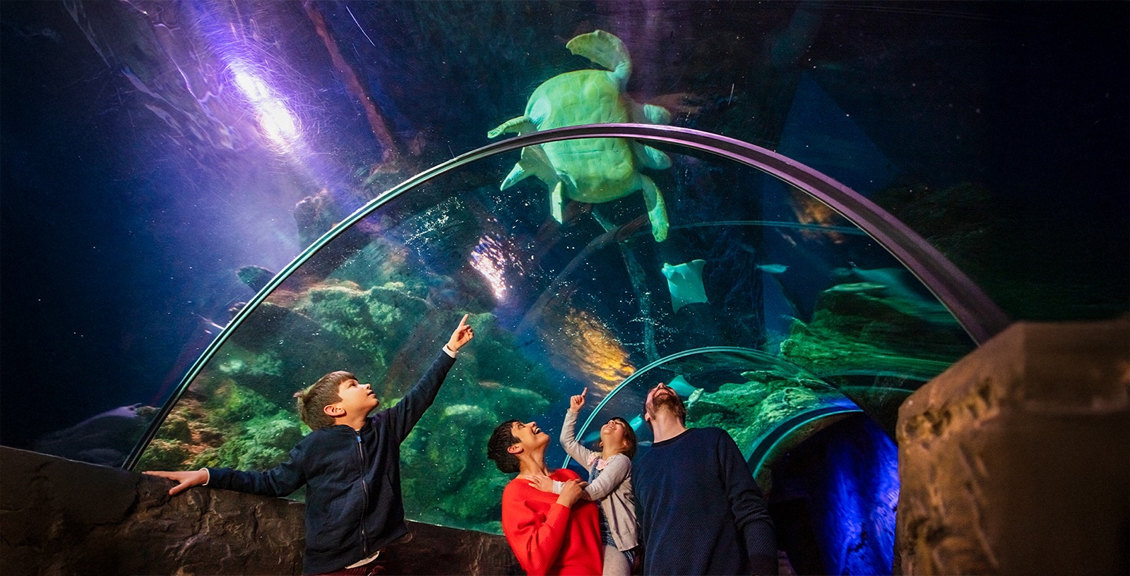 Visitors at SEA Life London observing a turtle swimming overhead in an aquarium tunnel.