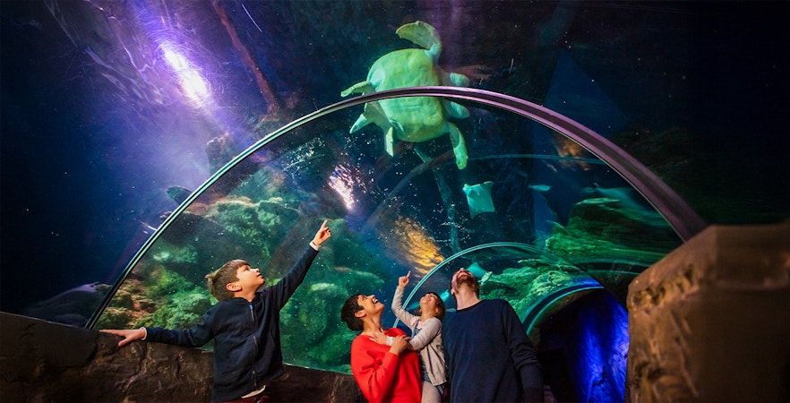 Visitors at SEA Life London observing a turtle swimming overhead in an aquarium tunnel.