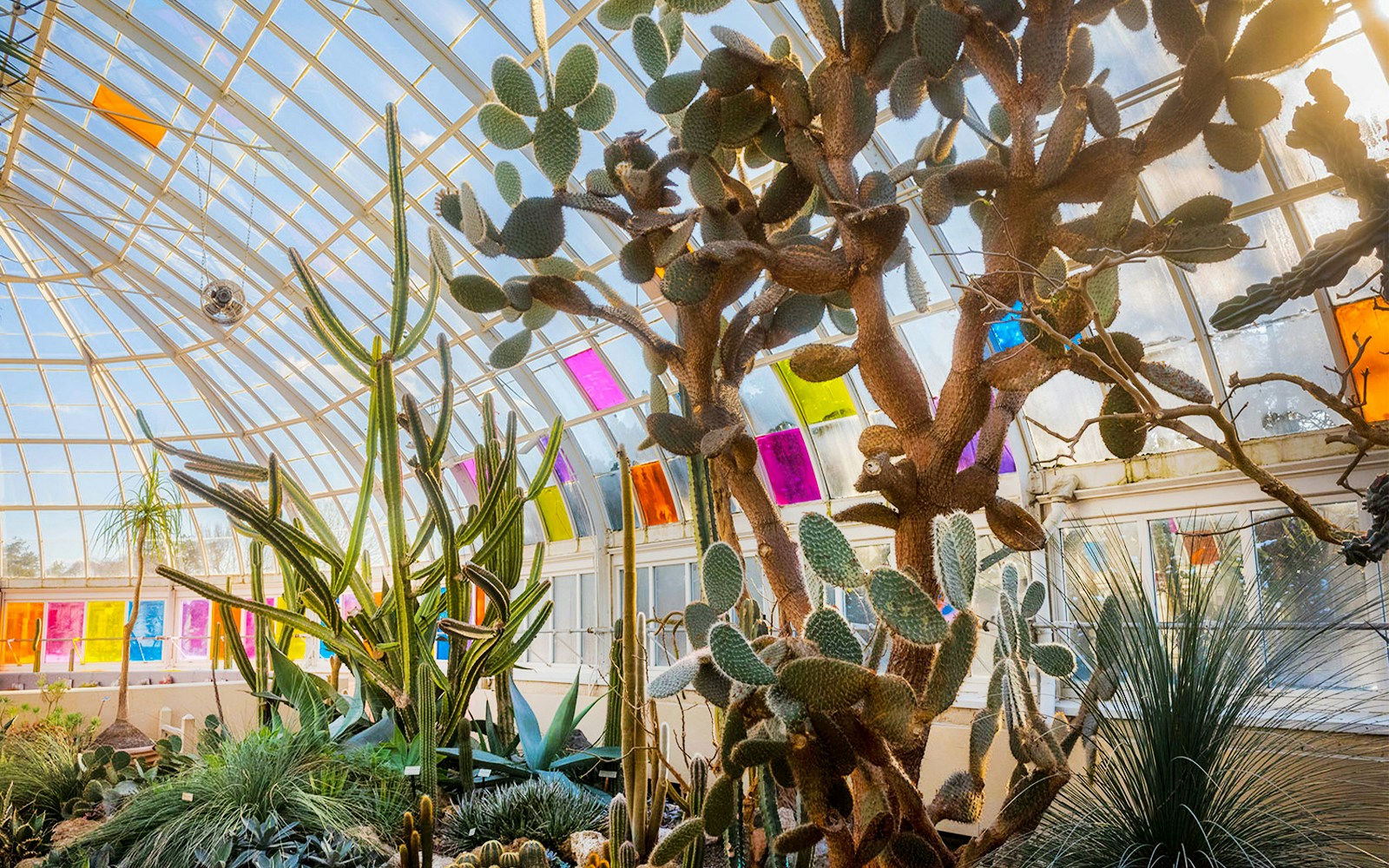 Cacti and colorful panels in greenhouse at The Orchid Show: Mexican Modernism, NYBG.