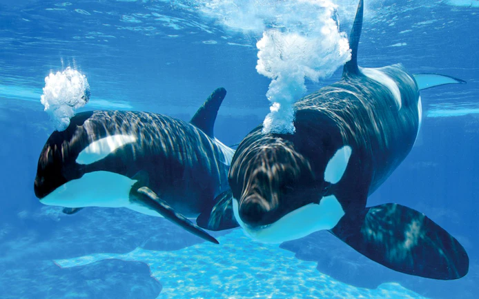 Orcas swimming underwater at SeaWorld San Antonio.