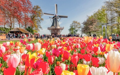 Tulip fields and windmill at Keukenhof Gardens, Netherlands.