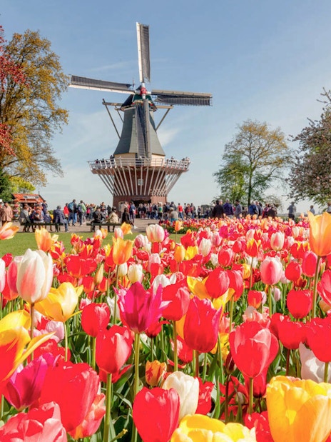 Tulip fields and windmill at Keukenhof Gardens, Netherlands.