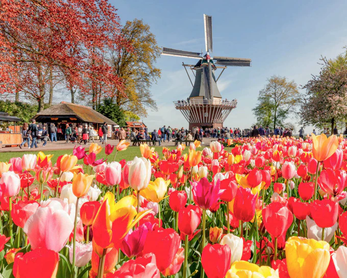 Tour to Keukenhof with Windmill Cruise from Amsterdam