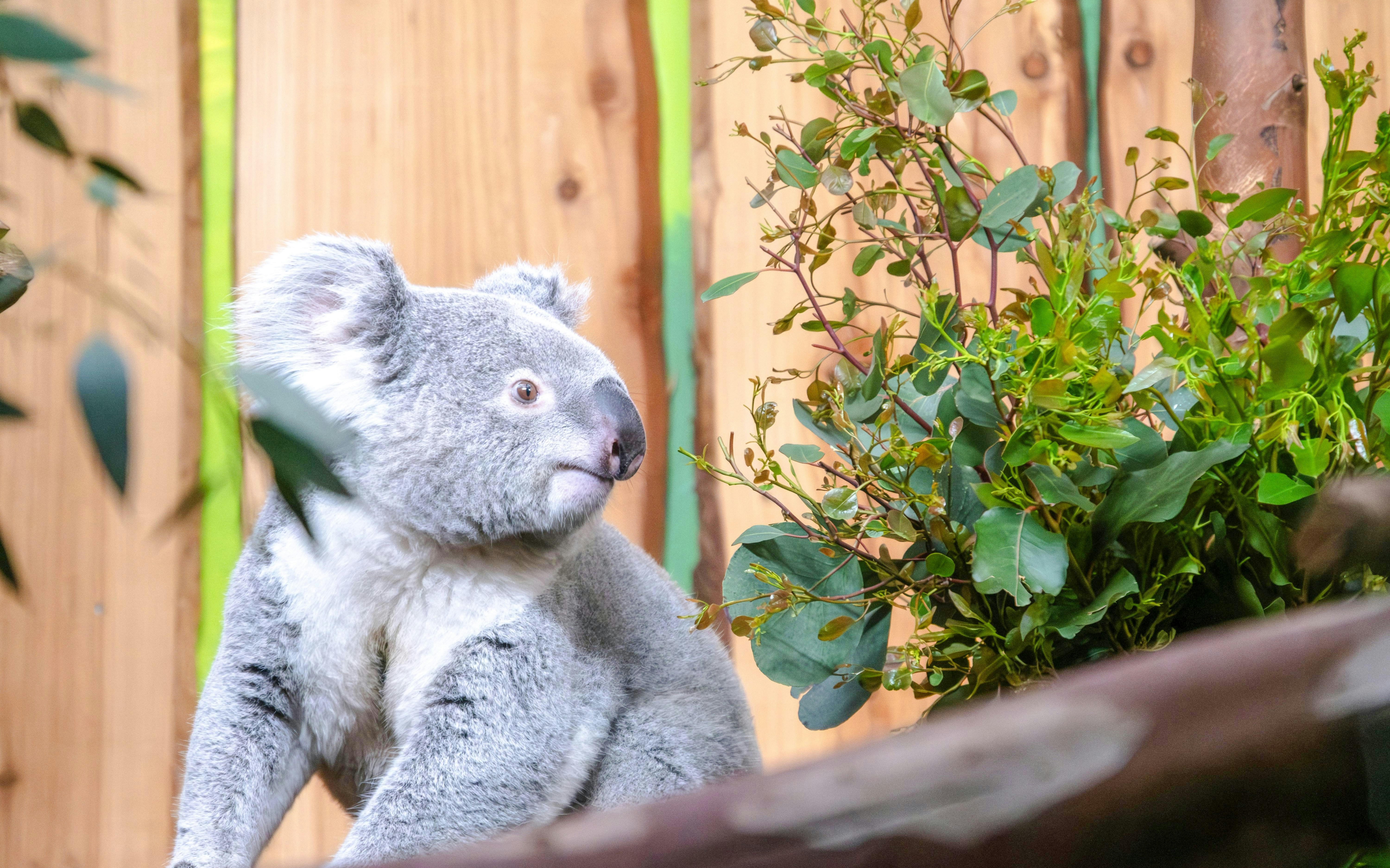 Koala sitting near eucalyptus leaves at Edinburgh Zoo.