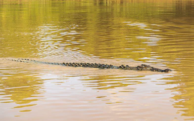 Crocodile swimming in Kakadu National Park during 1-Day Guided Wilderness Escape from Darwin.