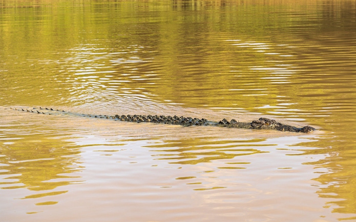 Crocodile swimming in Kakadu National Park during 1-Day Guided Wilderness Escape from Darwin.