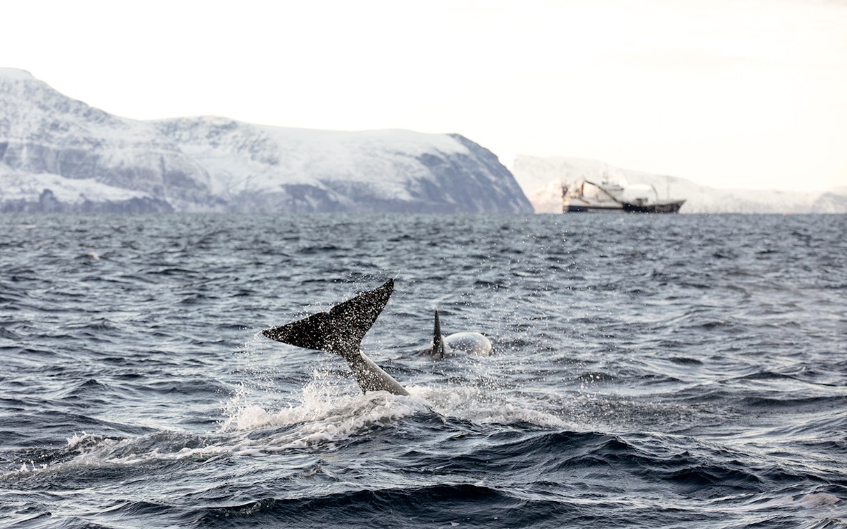 Orcas swimming in Arctic waters near Tromsø with snowy mountains in the background.