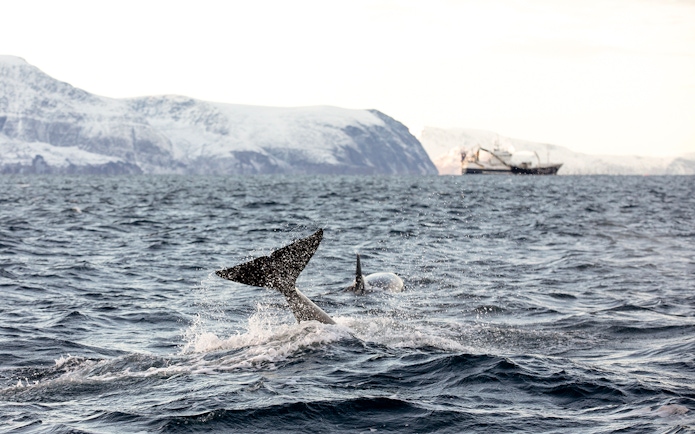 Orcas swimming in Arctic waters near Tromsø with snowy mountains in the background.