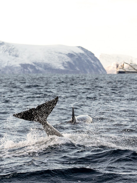 Orcas swimming in Arctic waters near Tromsø with snowy mountains in the background.