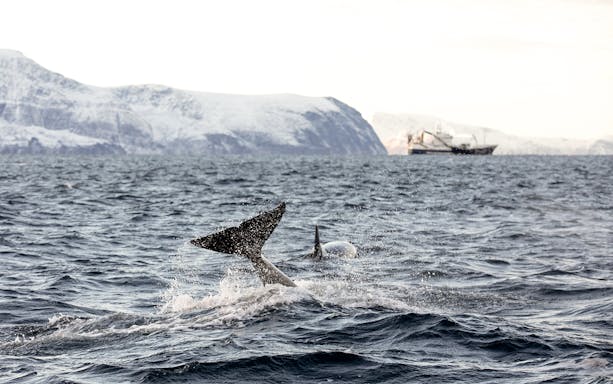Orcas swimming in Arctic waters near Tromsø with snowy mountains in the background.
