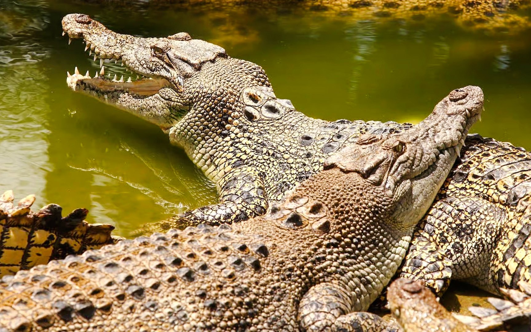 Crocodiles basking in the sun at Crocodile Park, Black River Gorges National Park, Mauritius.