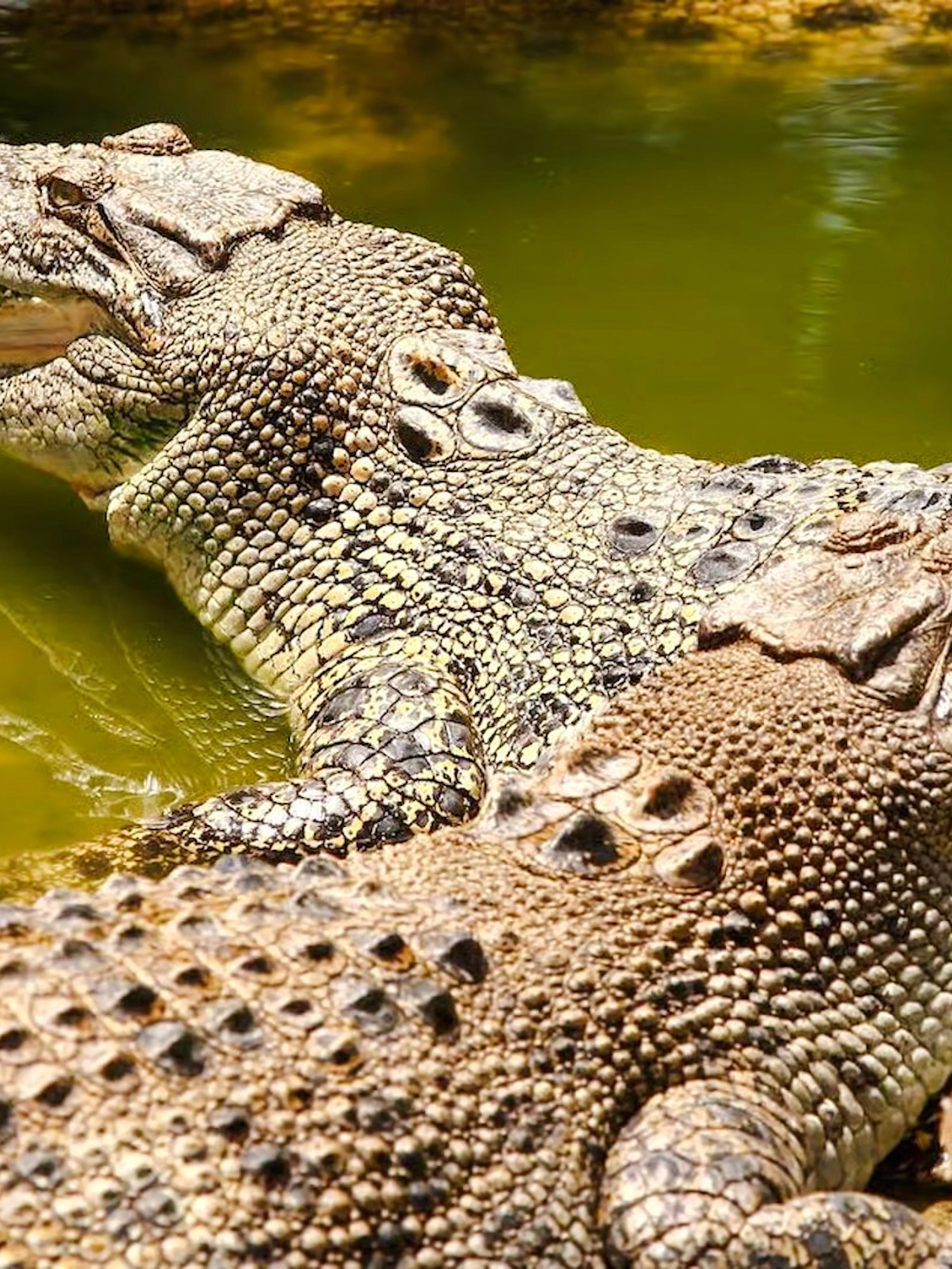 Crocodiles basking in the sun at Crocodile Park, Black River Gorges National Park, Mauritius.