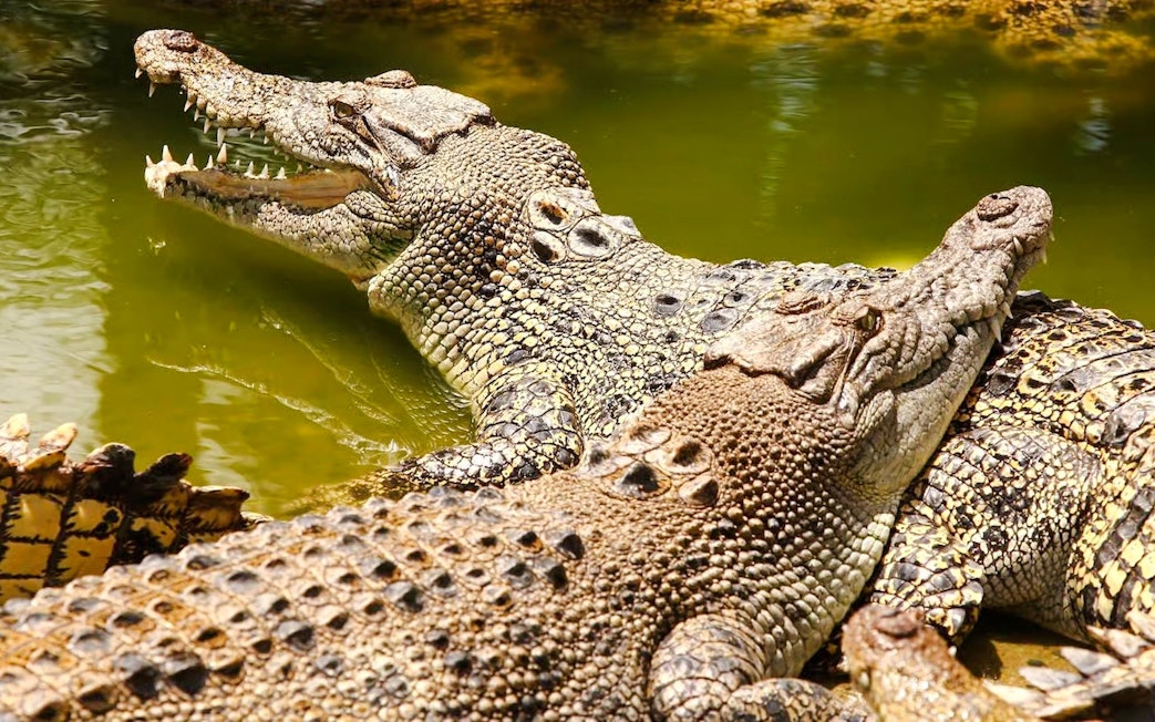 Crocodiles basking in the sun at Crocodile Park, Black River Gorges National Park, Mauritius.