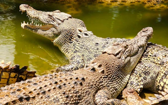 Crocodiles basking in the sun at Crocodile Park, Black River Gorges National Park, Mauritius.