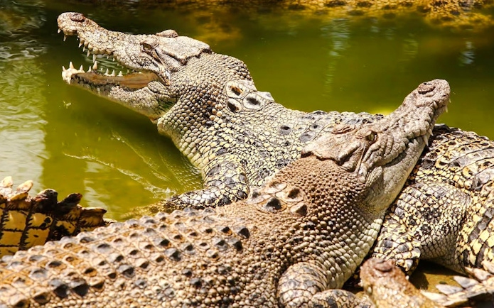 Crocodiles basking in the sun at Crocodile Park, Black River Gorges National Park, Mauritius.