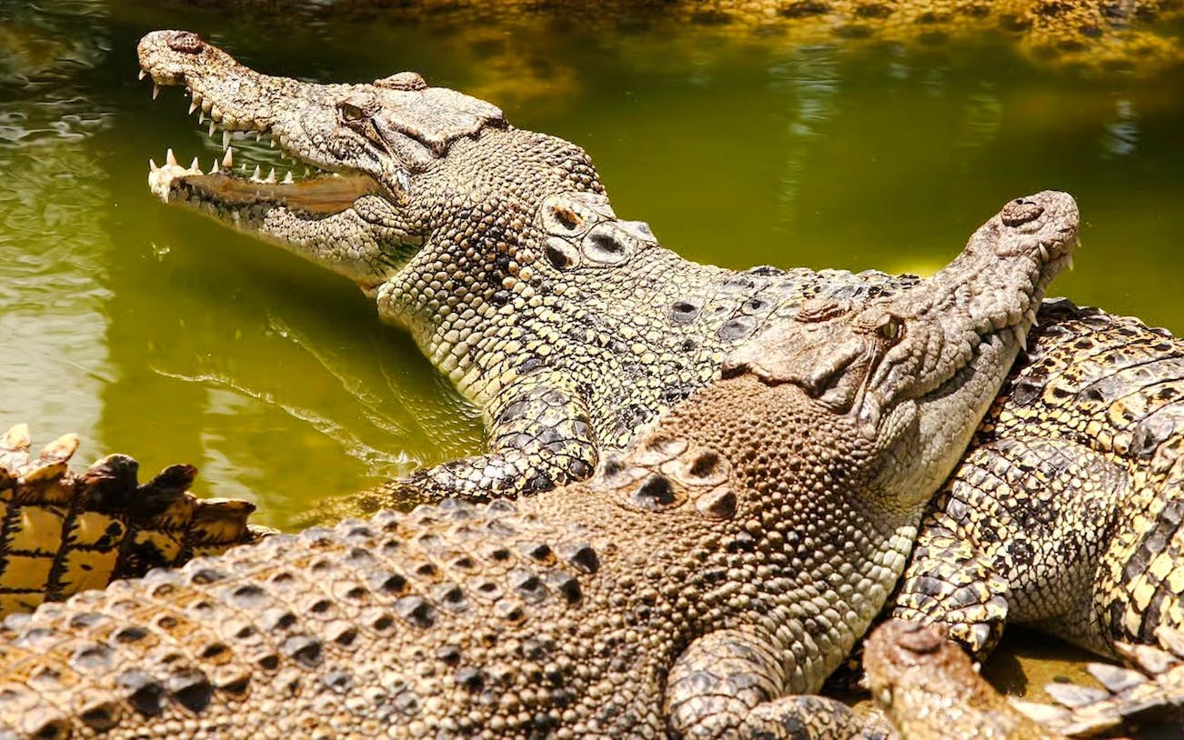Crocodiles basking in the sun at Crocodile Park, Black River Gorges National Park, Mauritius.