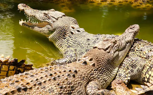 Crocodiles basking in the sun at Crocodile Park, Black River Gorges National Park, Mauritius.