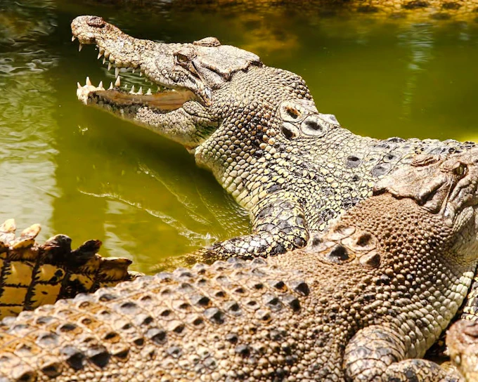 Private Southwest Tour with 7 Coloured Earth and Crocodile Park