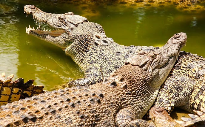 Crocodiles basking in the sun at Crocodile Park, Black River Gorges National Park, Mauritius.