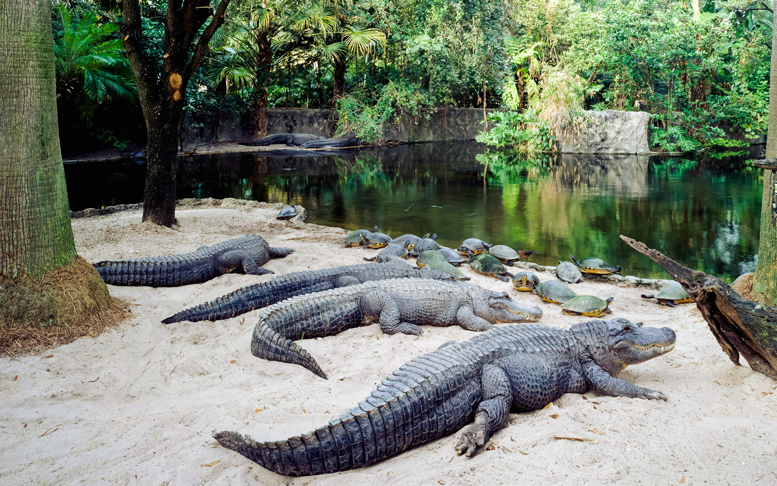 Alligators and turtles by a pond at Busch Gardens, Tampa Bay, Florida.