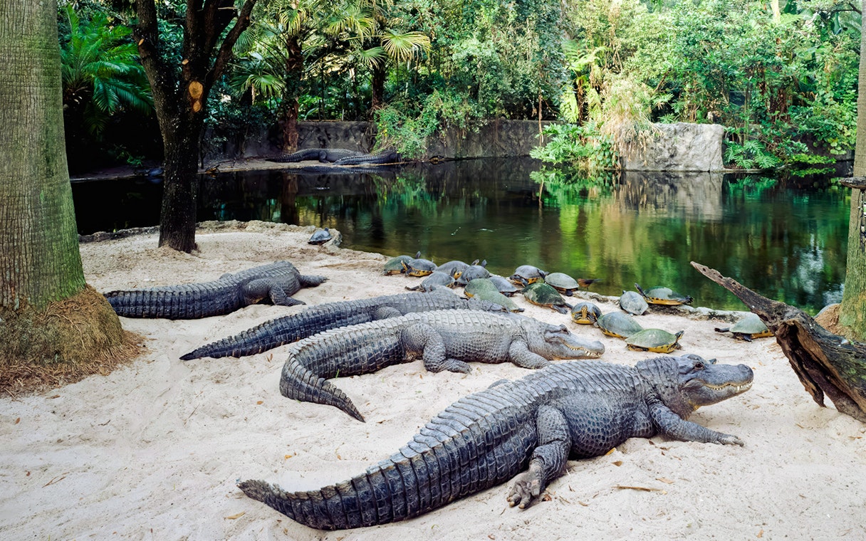 Alligators and turtles by a pond at Busch Gardens, Tampa Bay, Florida.