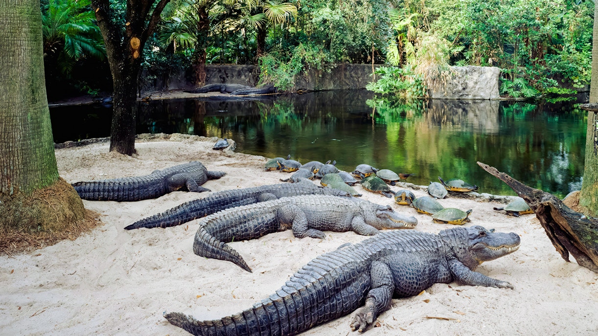 Alligators and turtles by a pond at Busch Gardens, Tampa Bay, Florida.
