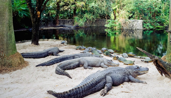 Alligators and turtles by a pond at Busch Gardens, Tampa Bay, Florida.