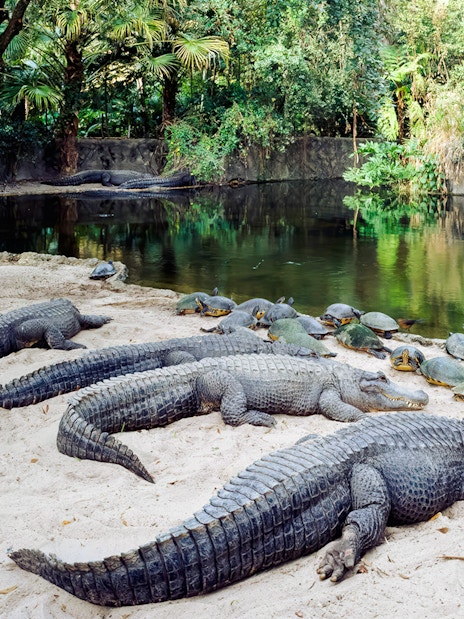 Alligators and turtles by a pond at Busch Gardens, Tampa Bay, Florida.