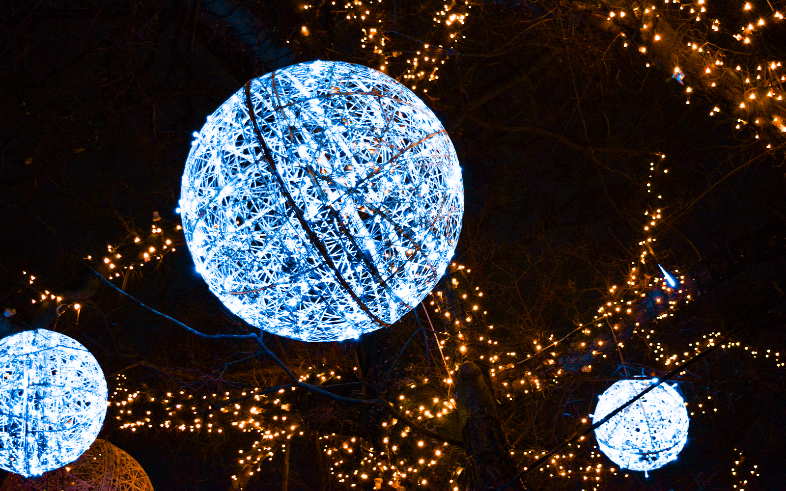Winter tree adorned with glowing blue and white Christmas lights.