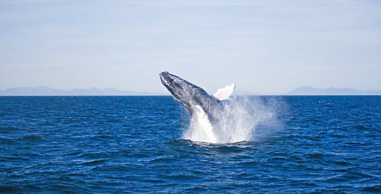 Whale Watching Husavik