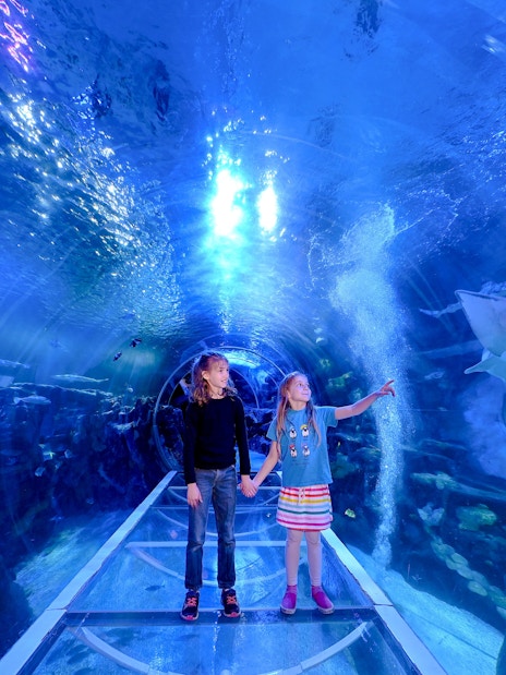 Children in underwater tunnel at SEA LIFE Birmingham, observing a shark swimming above.